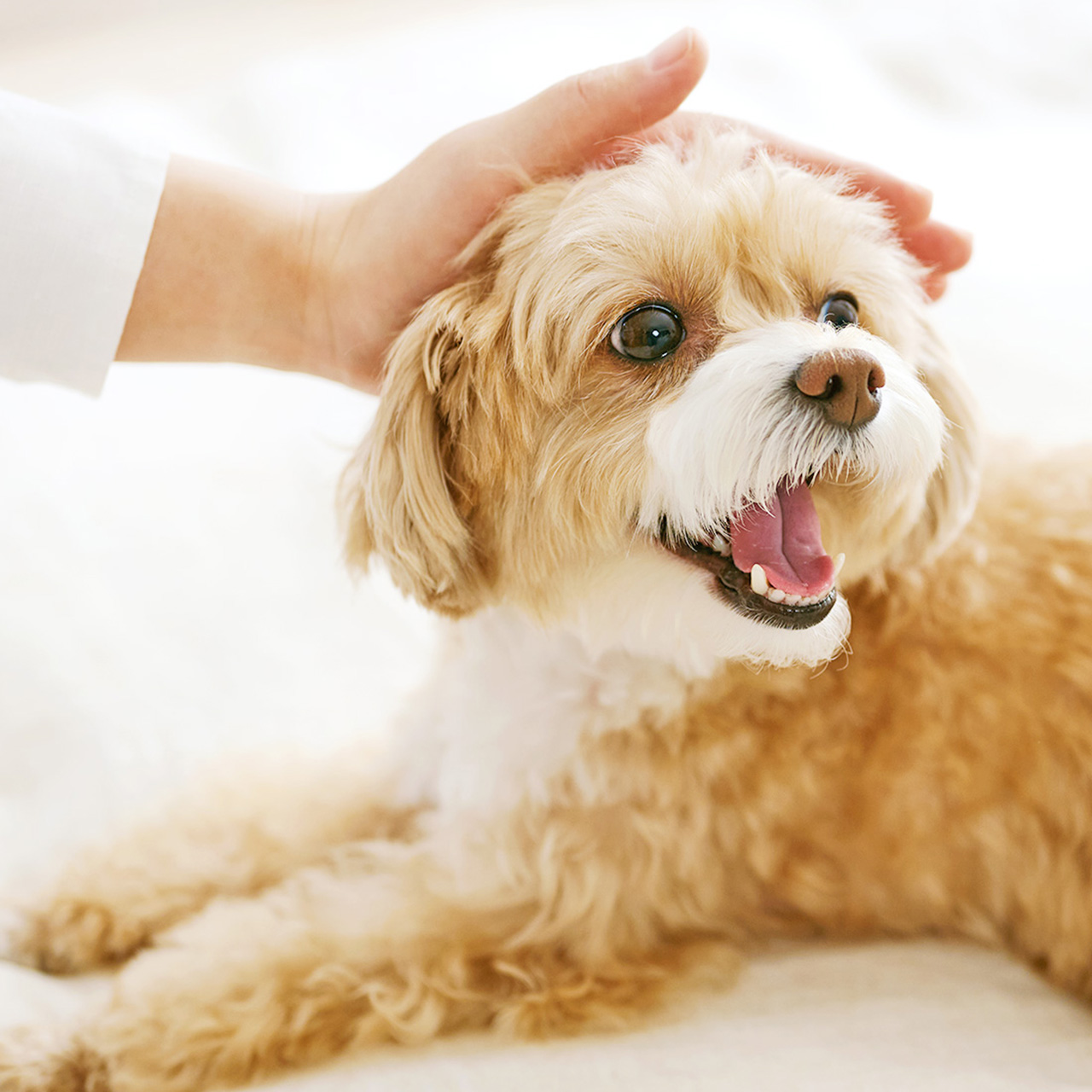 PET PARADISE + BEAUTY Yokohama motomachi