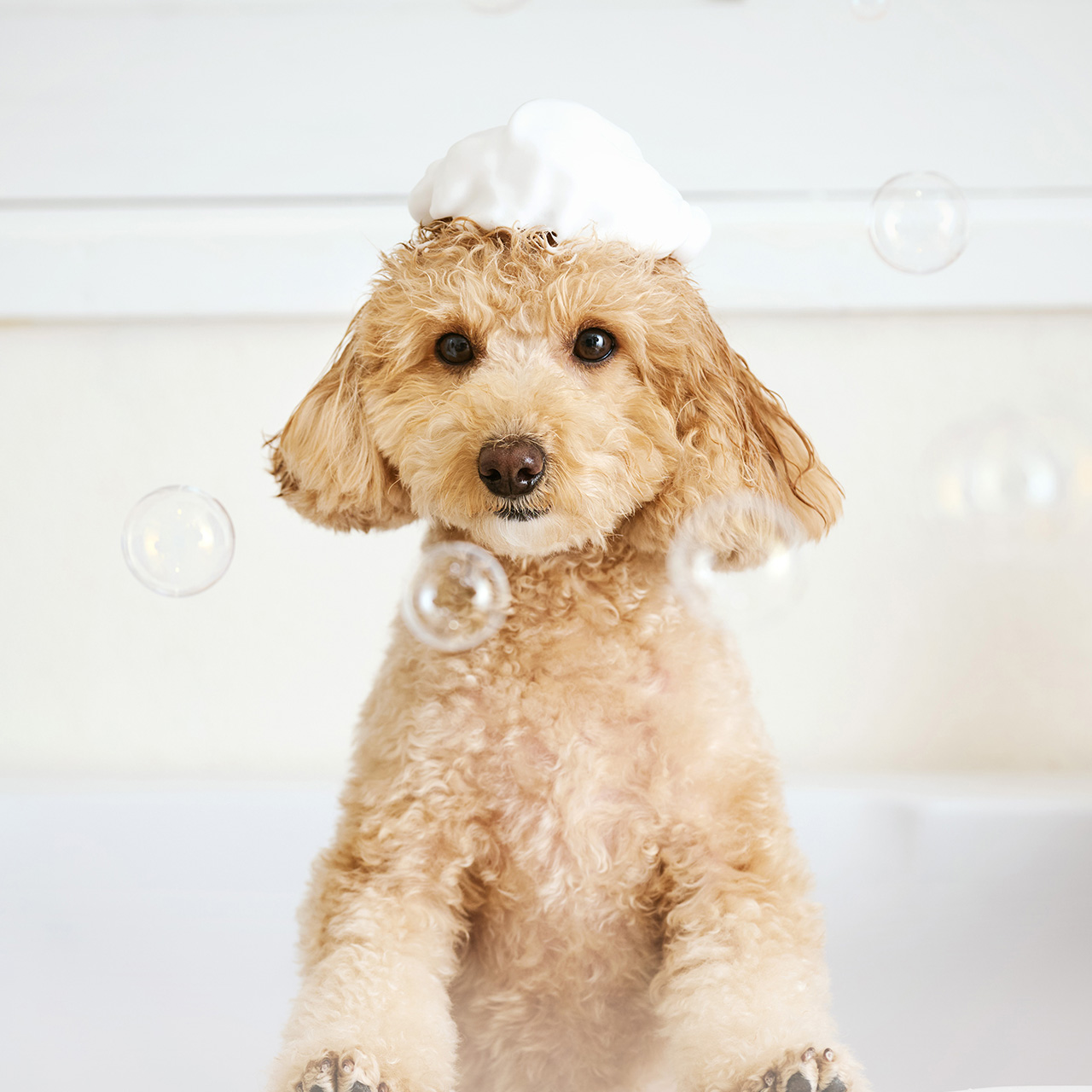 PET PARADISE + BEAUTY Yokohama motomachi