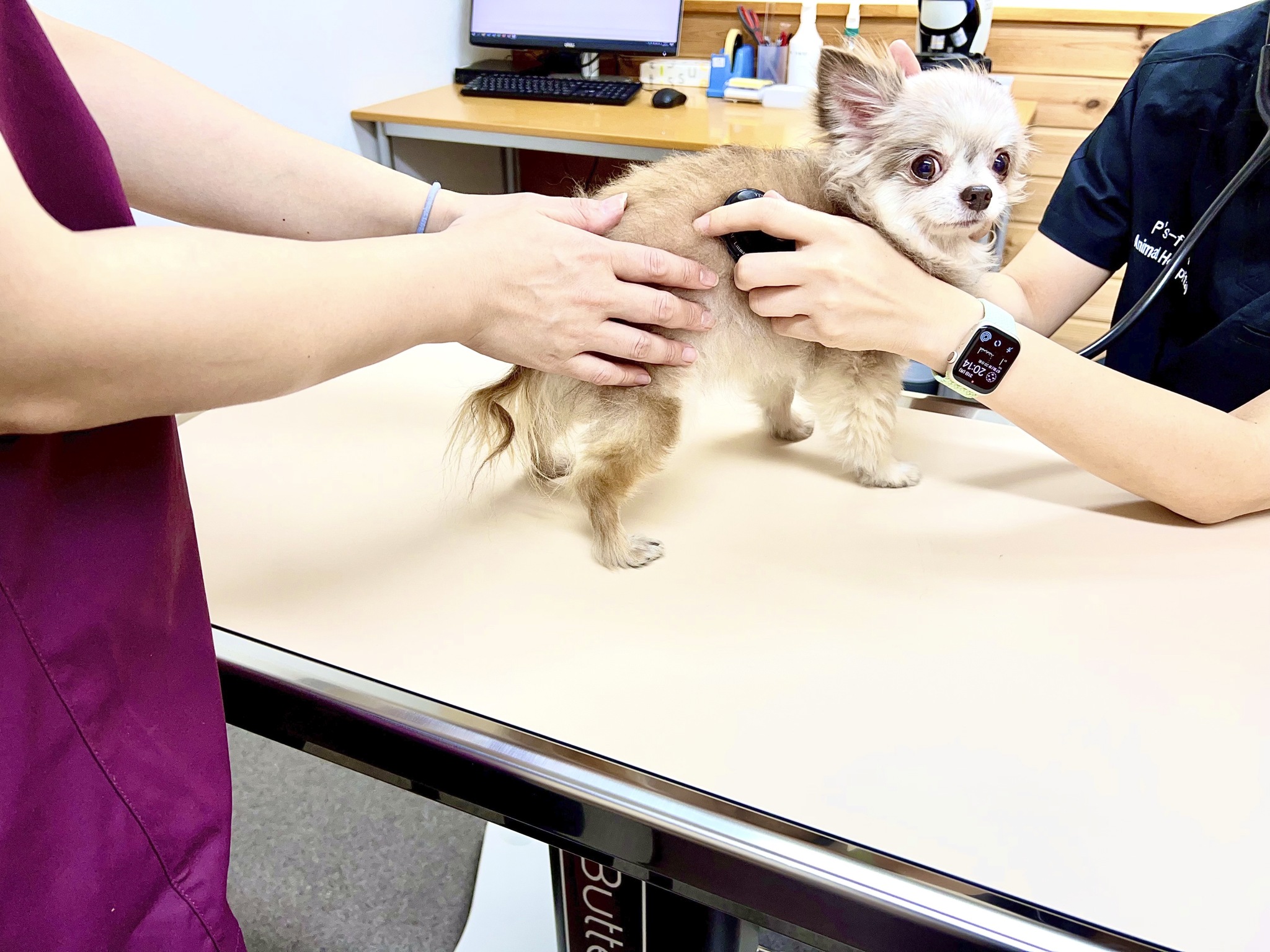 ペッツファースト動物病院　横浜元町医院