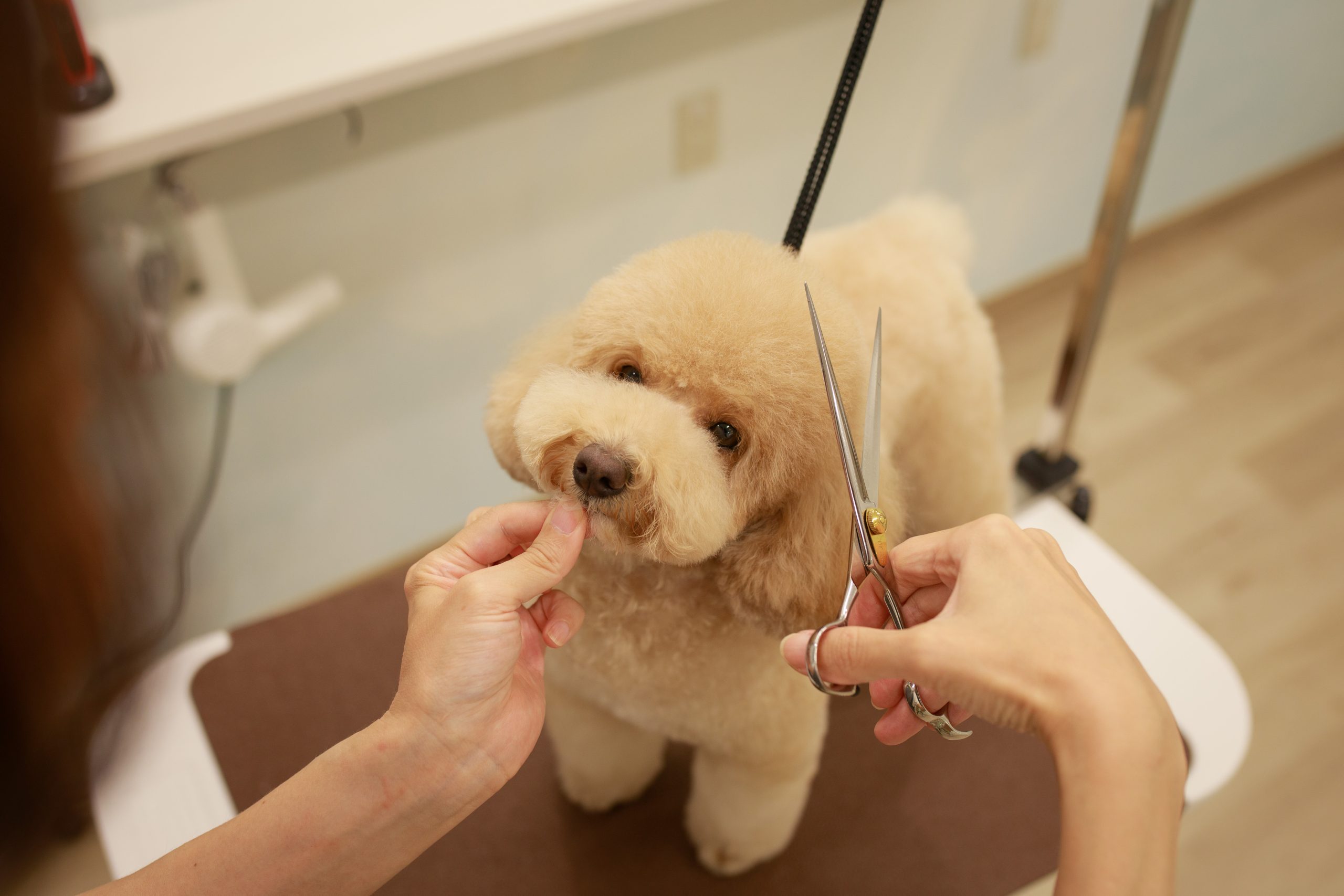 PET PARADISE + BEAUTY 横浜元町店